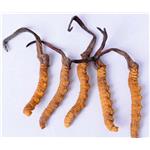 Cordyceps powder