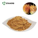 Cordyceps militaris extract