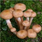 Armillaria extract