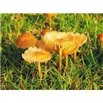 Marasmius androsaceus