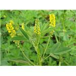 Melilotus officinalis, ext.