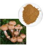 Armillaria extract