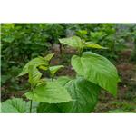 Mulberry leaf extract