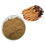 Cordyceps powder