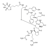 BIOTINYL-CYS-TYR-PHE-GLN-ASN-CYS-PRO-ARG-GLY-NH2