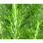 ROSEMARY EXTRACT