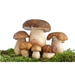 Boletus powder (Boletus extract); Porcini extract