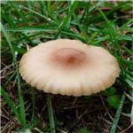 Marasmius androsaceus