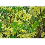 Forsythia powder