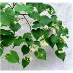 Tilia Flower Extract