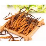 Cordyceps polysaccharide