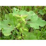 Xanthium Extract