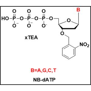 NB-dNTP