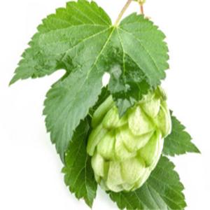 Hop Extract Powder