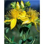 Hypericum Perforatum Extract