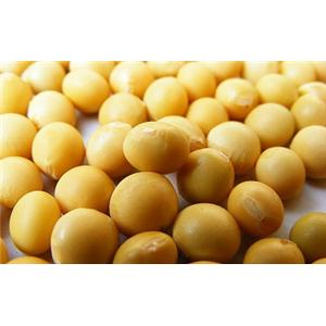 Soybean Extract