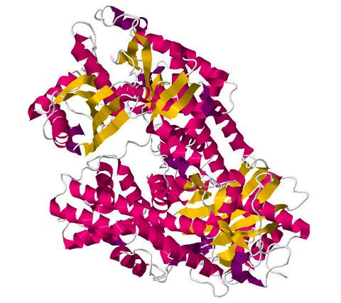 HEXOKINASE