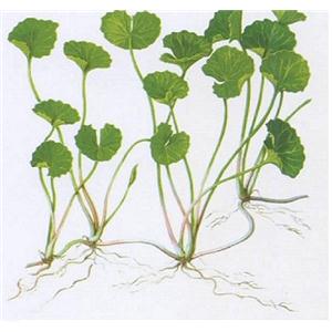 Centella asiatica extract