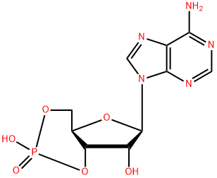 Adenosine 3`, 5`-cyclic monophosphate