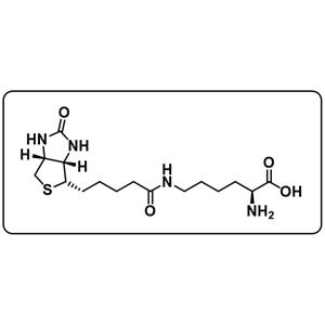 Biocytin