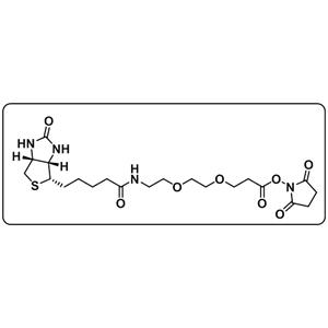 Biotin-PEG2-NHS ester