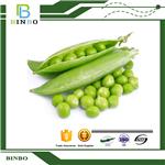 Pea Protein