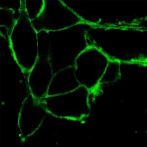 AIE Green Probe for Plasma Membrane