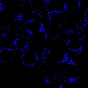 AIE Blue Probe for Lipid Droplets