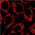 AIE Red Probe for Mitochondrion