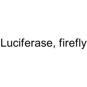 Luciferase, firefly