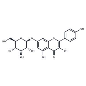 Kaempferol-7-O-β-D-glucopyranoside