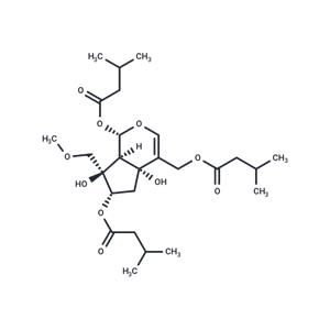 Heterophdoid A