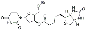 ANTI-BRDU BIOTIN Struktur