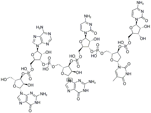 GAGCTC, 5'-NON-PHOSPHORYLATED Struktur