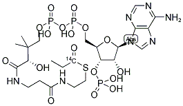 PROPIONYL COENZYME A [PROPIONYL 1-14C] Struktur