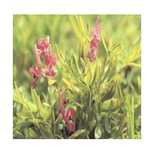 corydalis extract