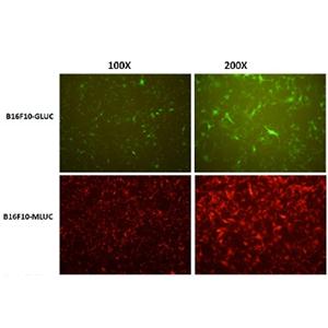 B16-F10-GFP/mCherry-luc黑色素瘤穩(wěn)轉(zhuǎn)細(xì)胞株