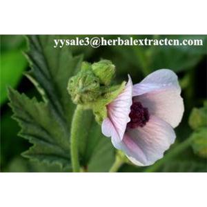 藥蜀葵提取物 Althaea officinalis P.E. CAS號(hào)：73049-65-7 陜西永源生物