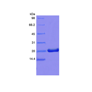 Recombinant Murine Prolactin