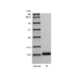 Recombinant Human Insulin-like Growth factor-1 GMP