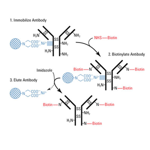 抗體生物素修飾