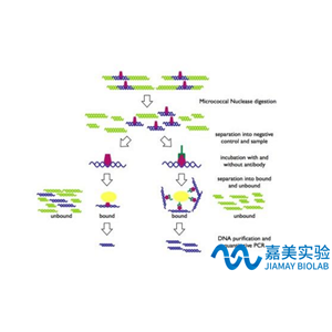 核染色質(zhì)免疫共沉淀CHIP