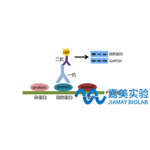 WB蛋白印跡檢測(cè)