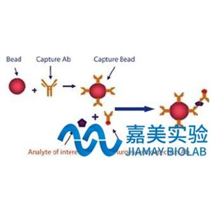 CBA多因子檢測(cè)