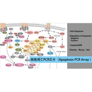 人細(xì)胞凋亡PCR芯片