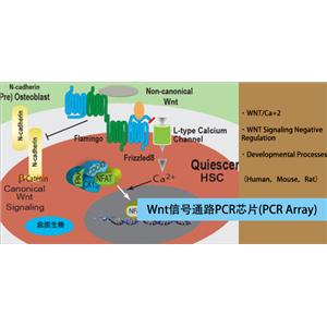 小鼠WNT信號通路PCR芯片