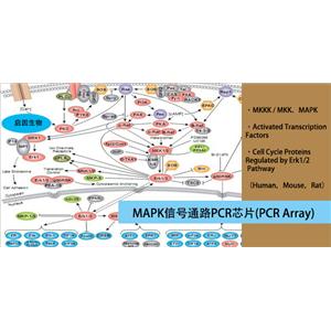 小鼠MAPK信號通路PCR芯片