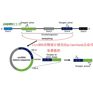 CIRCRNA定量PCR檢測服務