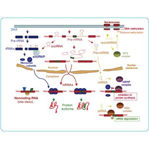 MICRORNA和LNCRNA檢測