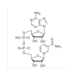 β-煙酰胺腺嘌呤二核苷酸